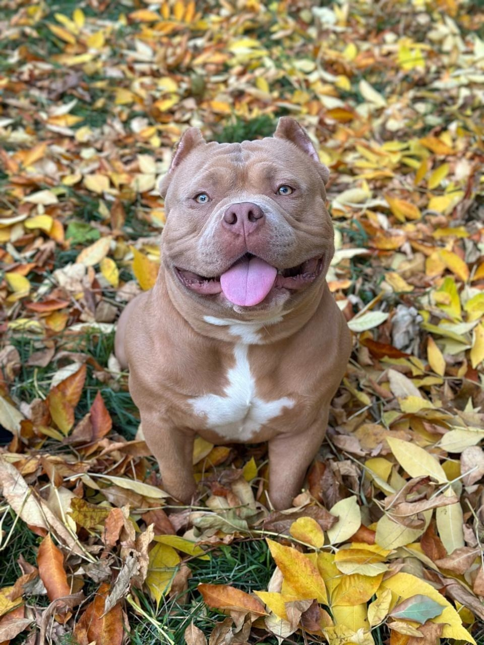 купить щенка American Bully в Челябинске 