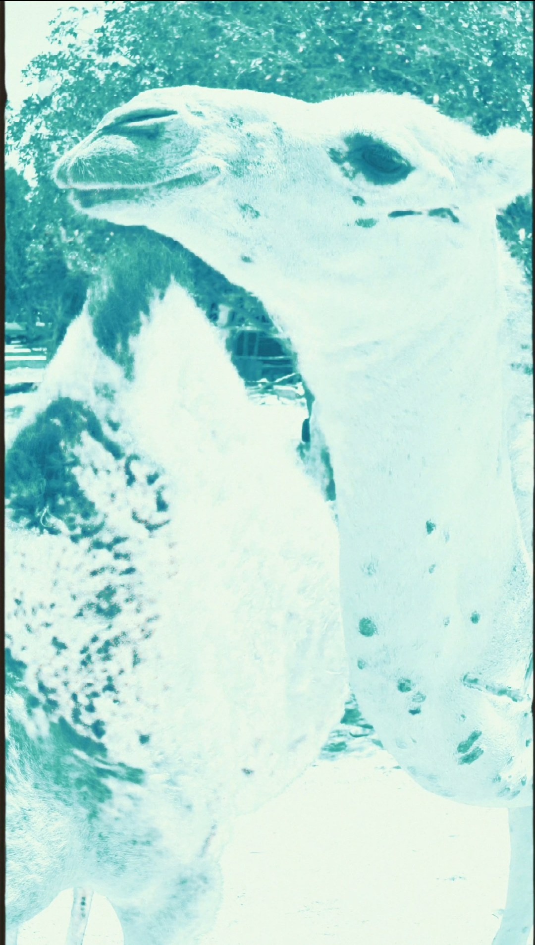 Art house movie «Dancing goddess». Sveti Sveta • визуальный артист Светлана Дубских