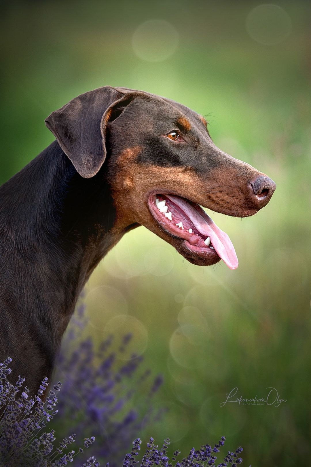 Ганс и Мика. Фотограф анималист Ольга Луканенкова в Москве