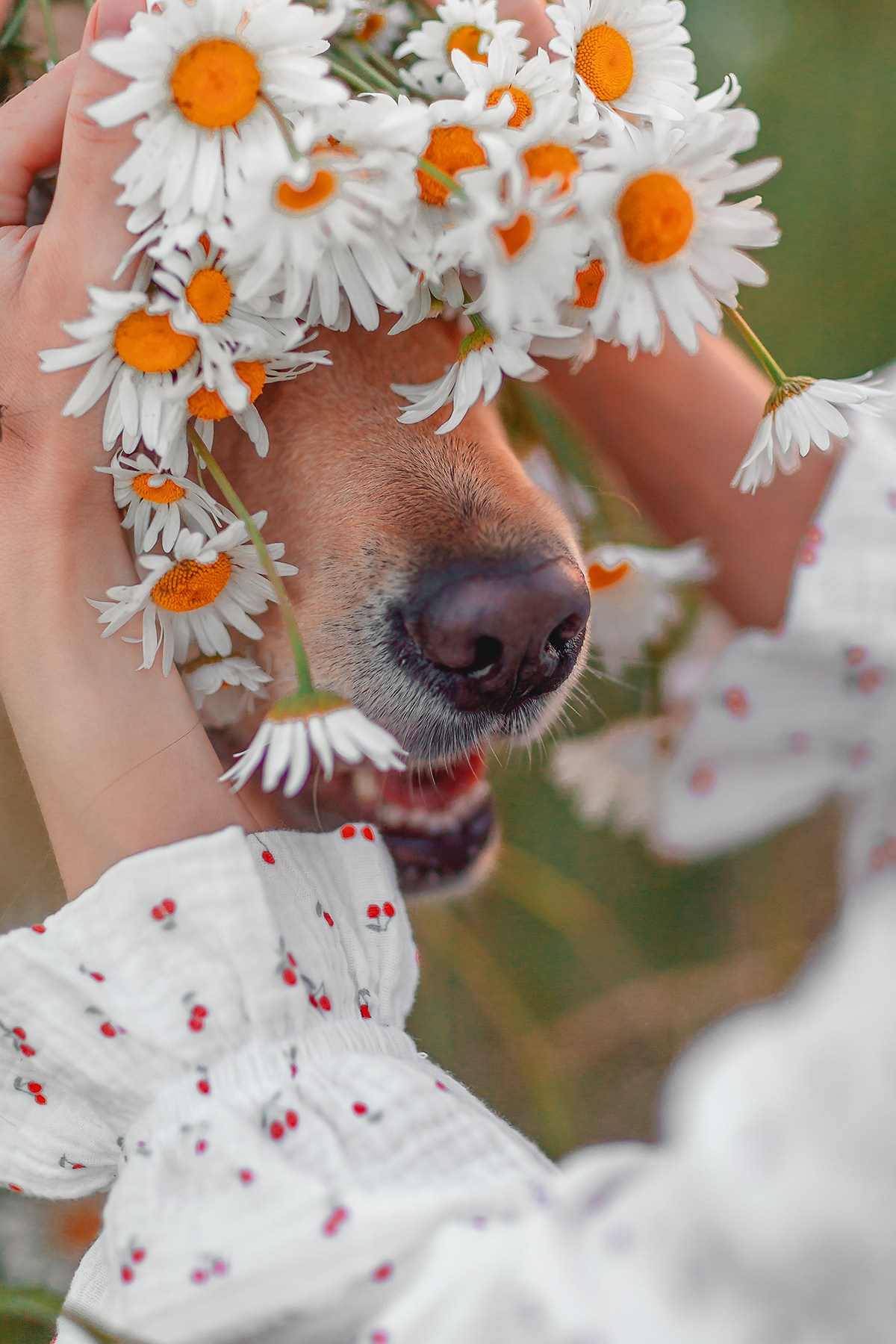 Марина и Чили. Семейный фотограф анималист Мария Крючкова
