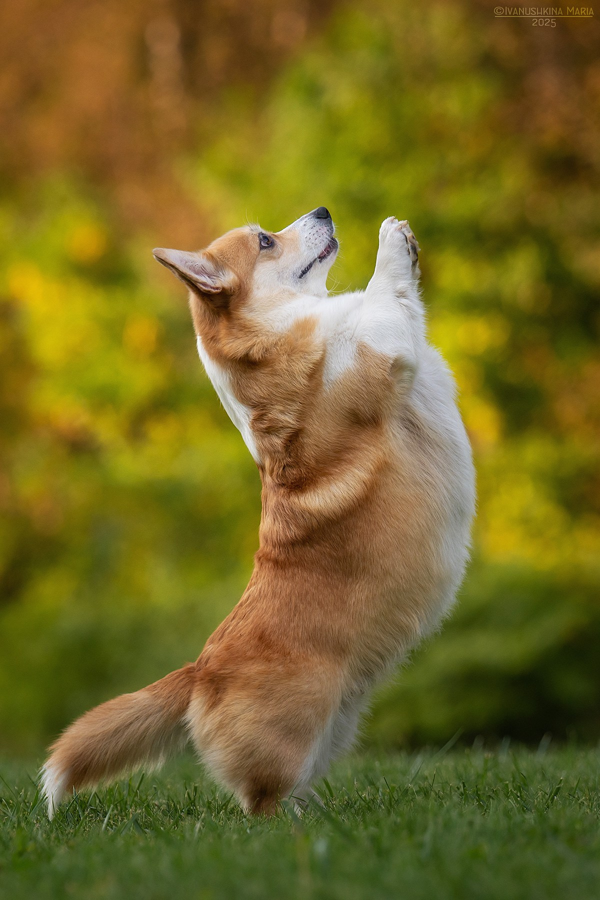 Фотограф-анималист. Фотограф собак в Москве и Московской области Иванушкина Мария