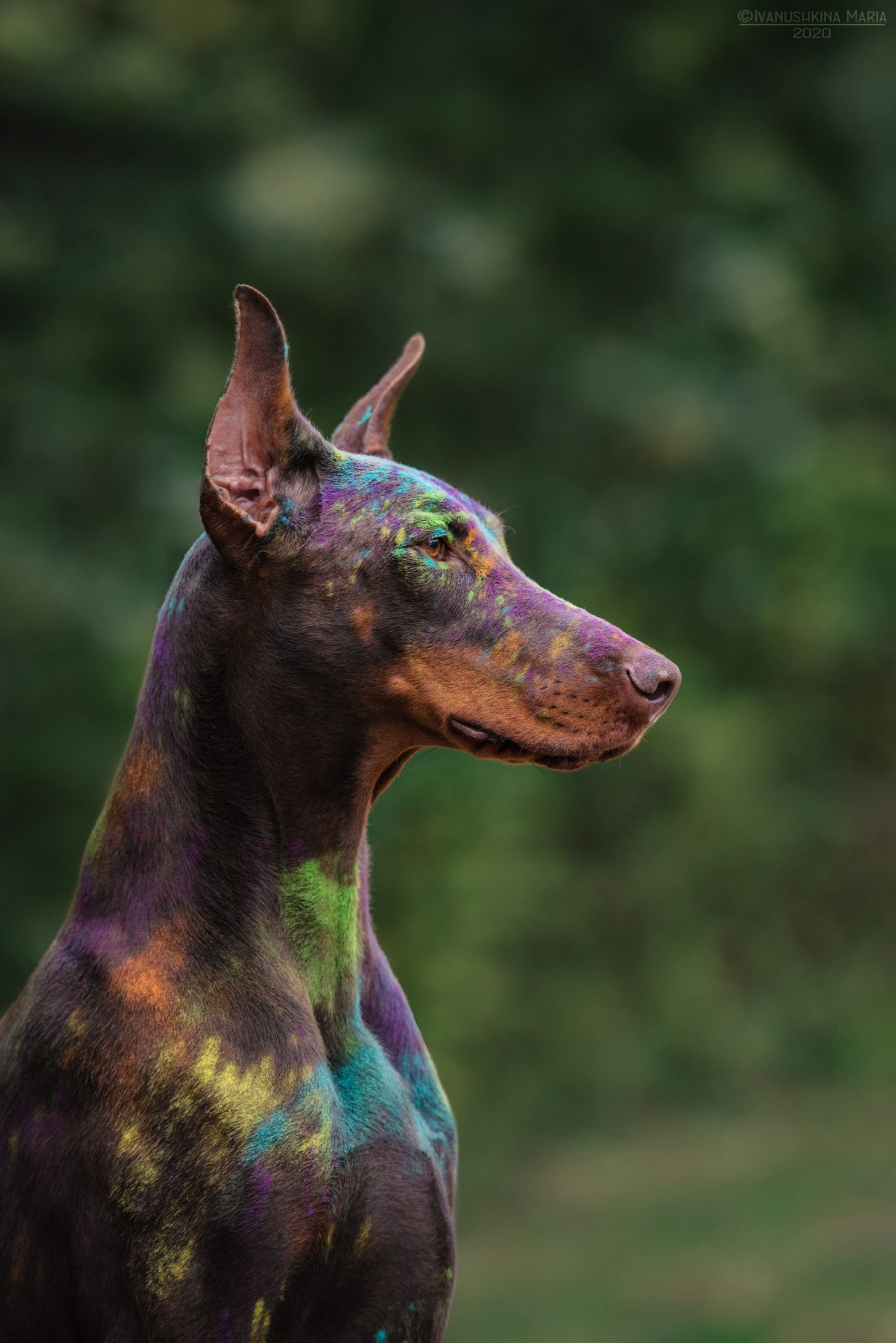 Фотосессия собаки с красками холи. Фотограф собак в Москве и Московской области Иванушкина Мария