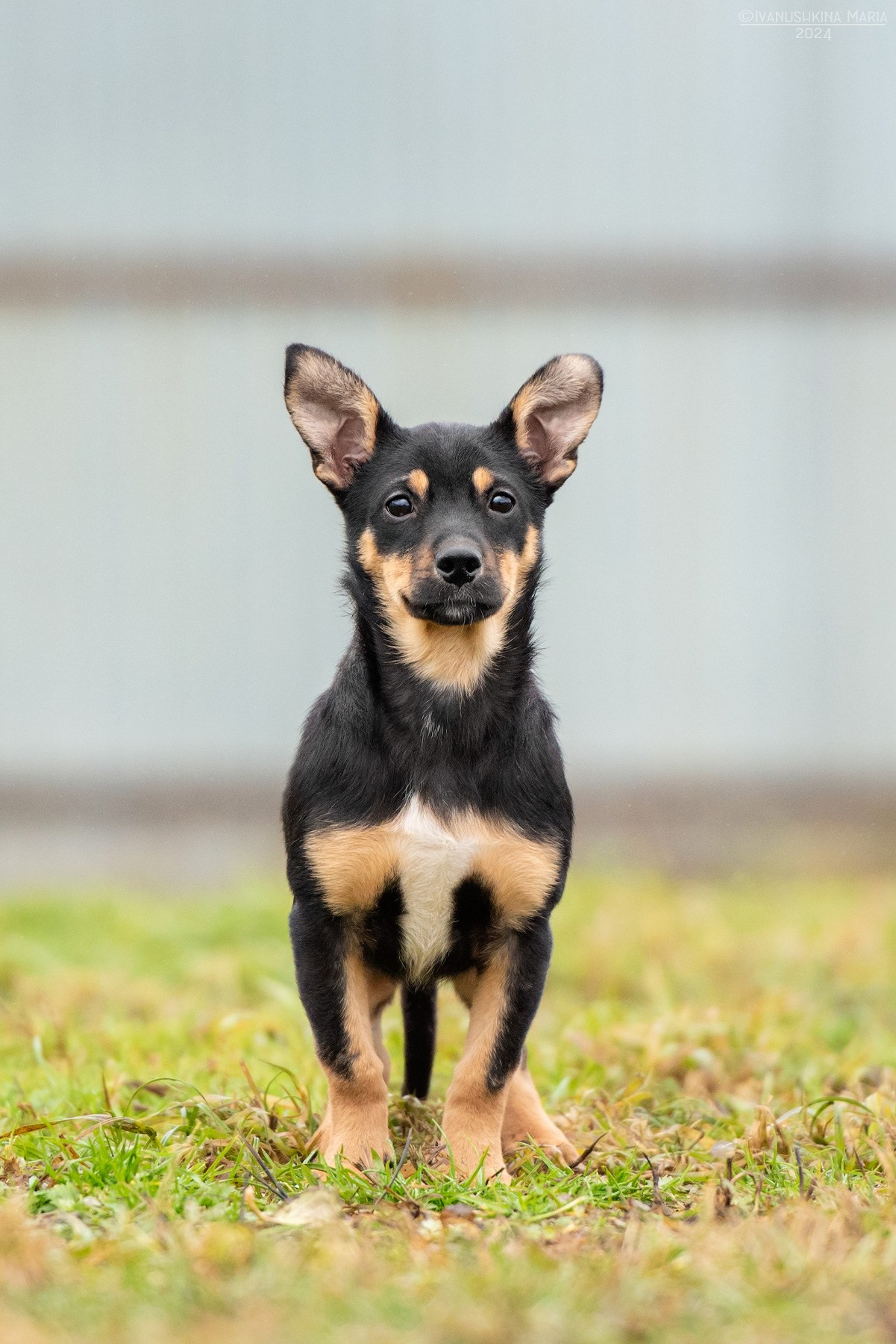 Пиарные фотосессии собак на пристройство. Фотограф собак в Москве и Московской области Иванушкина Мария