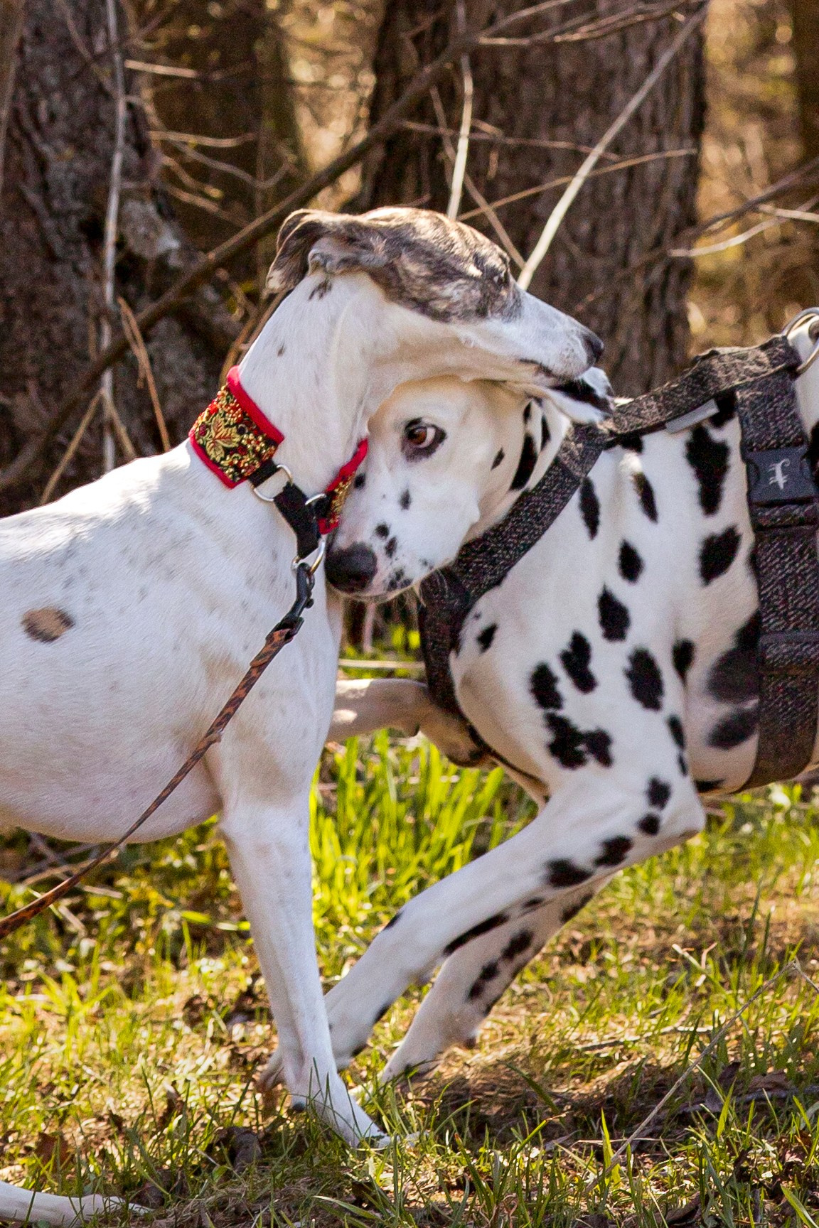 Смена в «DogCamp». Анастасия Белаш