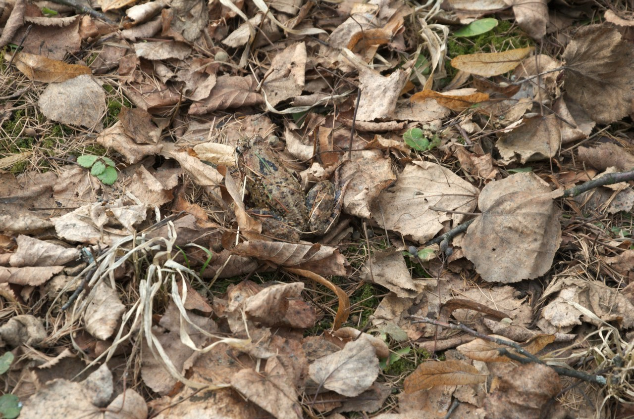 Середниково — Piligrim Porto — Братцево — Сходненская чаша | 09.04.2016. Галерея Фантим
