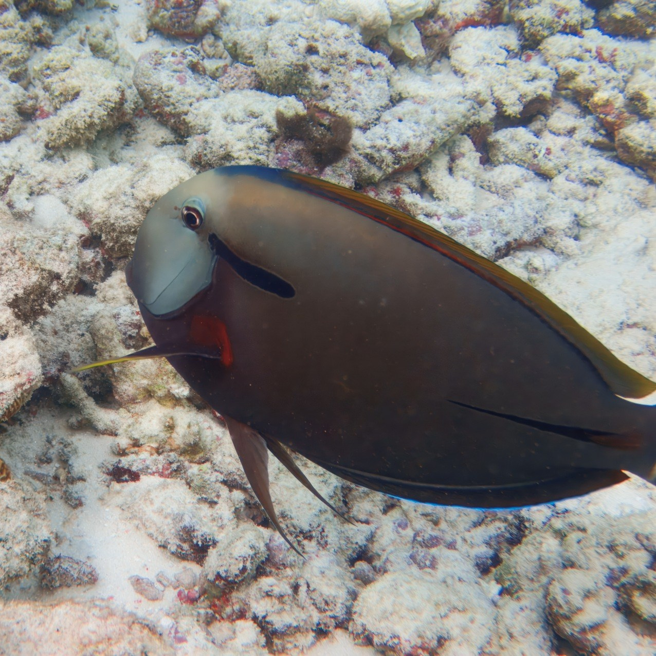 Мне посмотреть. Рыбов показываю