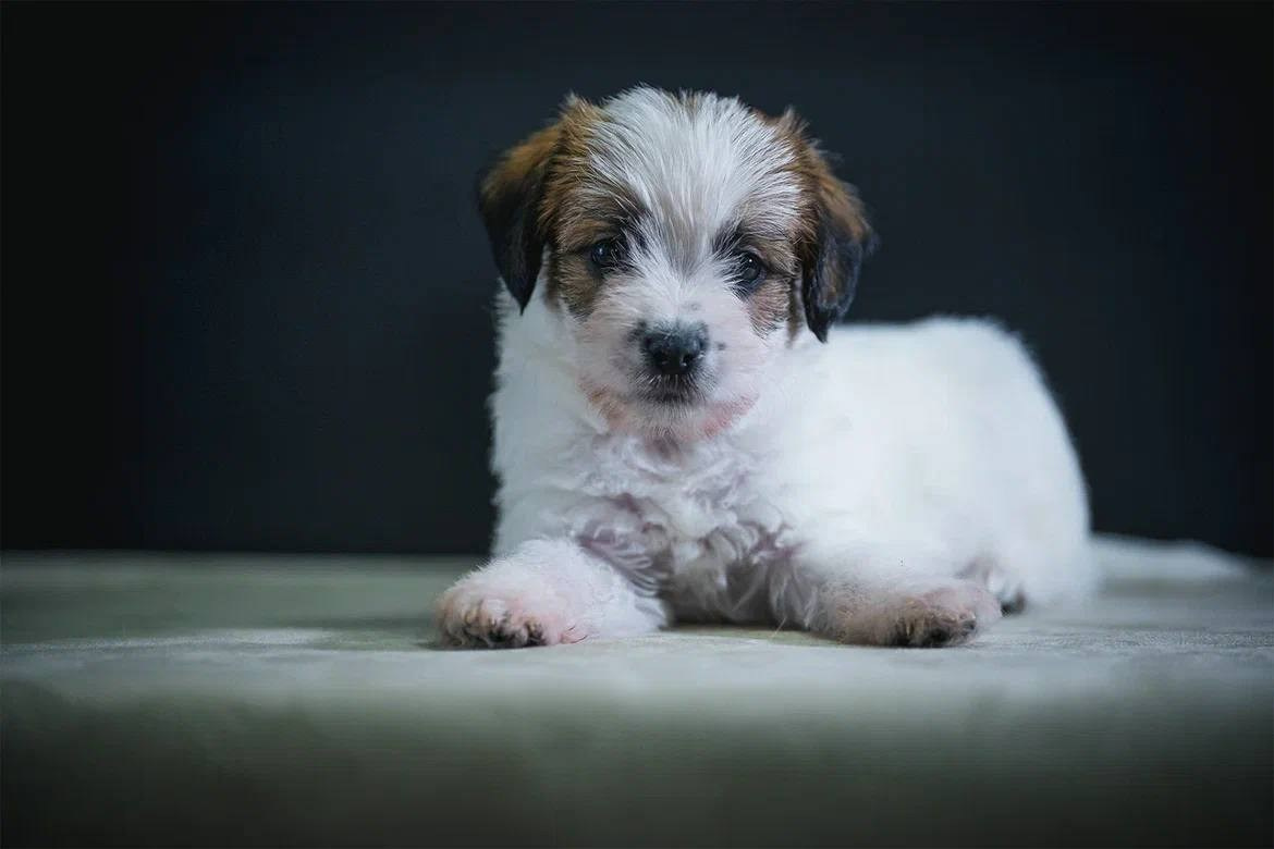 Кобель 1. Lovely-Orange питомник джек рассел терьеров