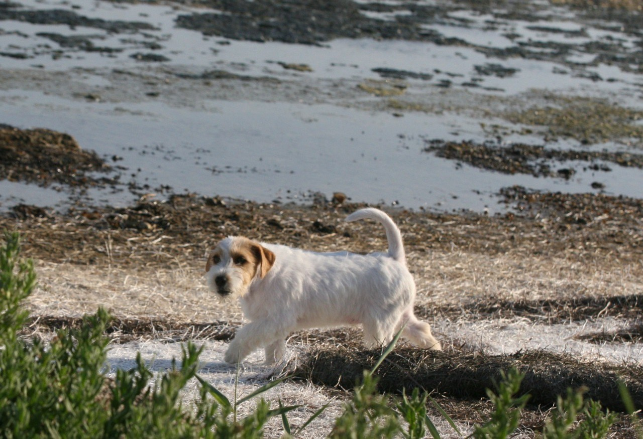 Жизнь питомника. Lovely-Orange питомник джек рассел терьеров