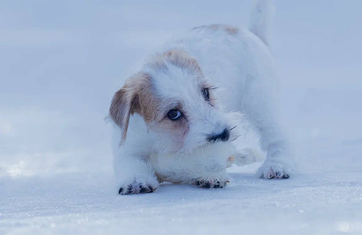 Сука 5. Lovely-Orange питомник джек рассел терьеров