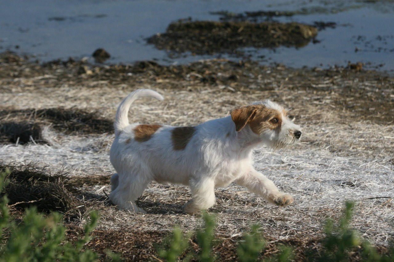 Жизнь питомника. Lovely-Orange питомник джек рассел терьеров