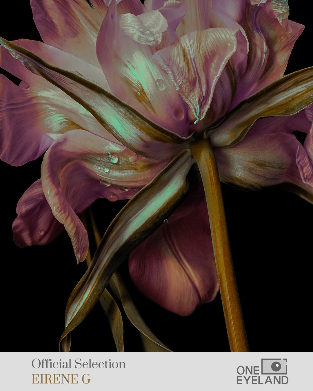 ONEEYELAND GALLERY. Eirene G |  Photoartist | Flowers from my garden
