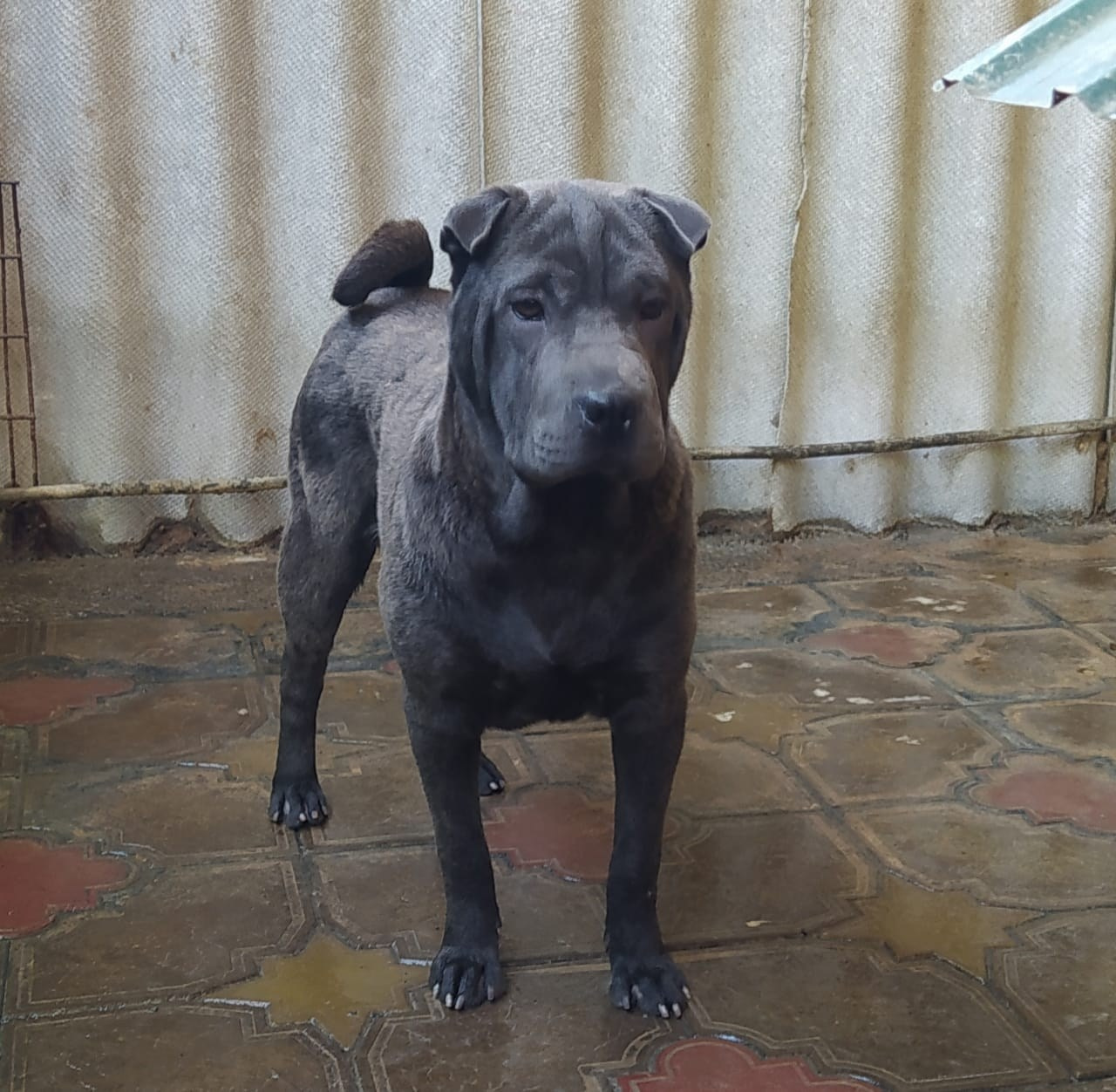 Купить Булли Красноярск, Купить Американского Булли Красноярск, Американский Булли Красноярск, Купить щенка Булли Красноярск,  Питомник Американских булли Красноярск, 