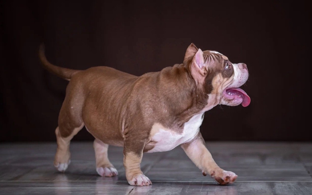 Свободные щенки Американский Булли в Иркутске. Питомник собак Иркутск