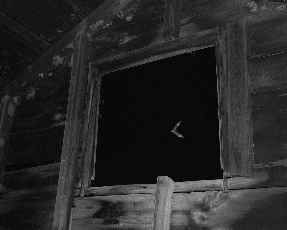 ФОТОКНИГА КАК ДИСЦИПЛИНА: (НЕ) СТРЕМИТЕЛЬНОЕ РАЗВИТИЕ. Самоорганизация Низина