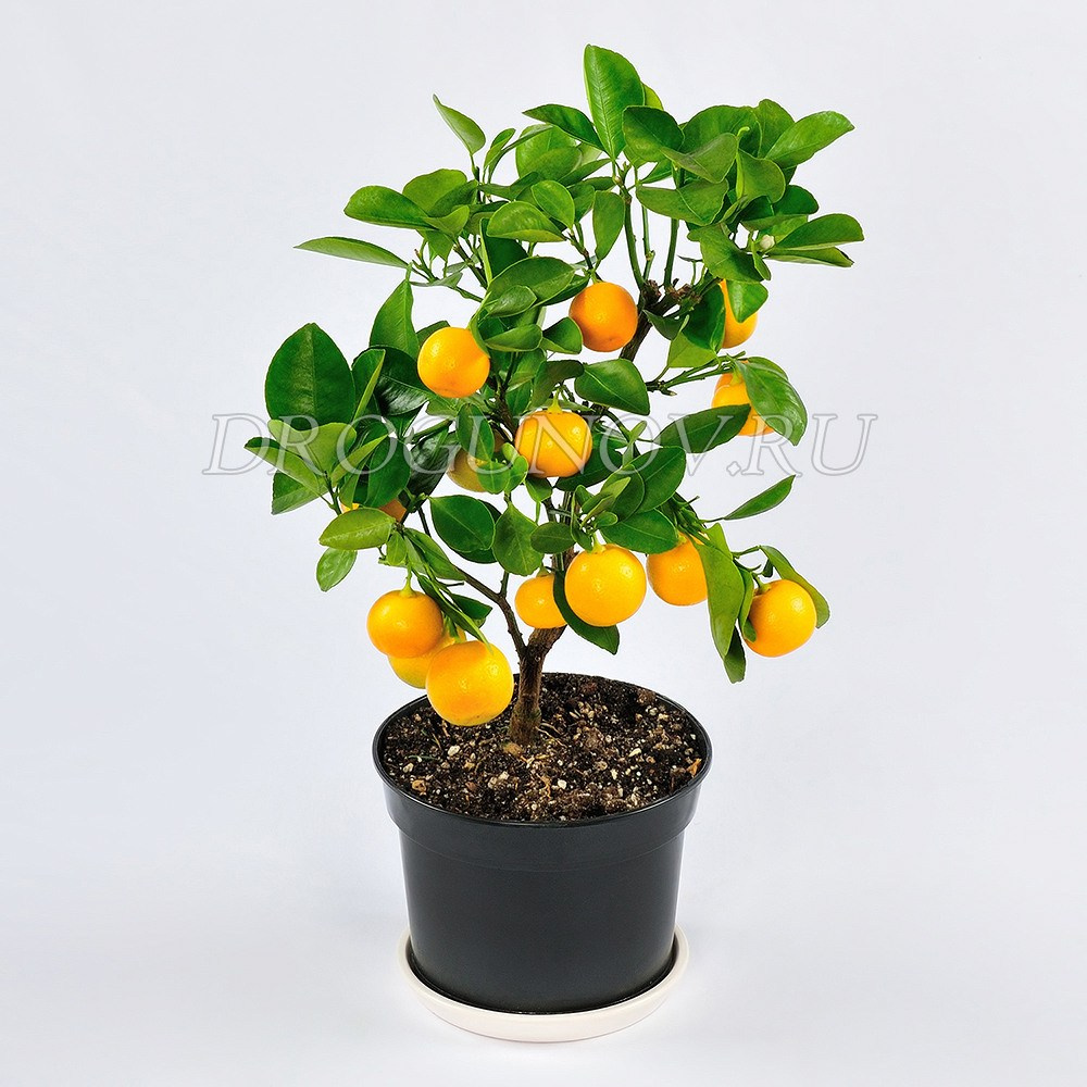 растение в плодами в горшке на белом фоне