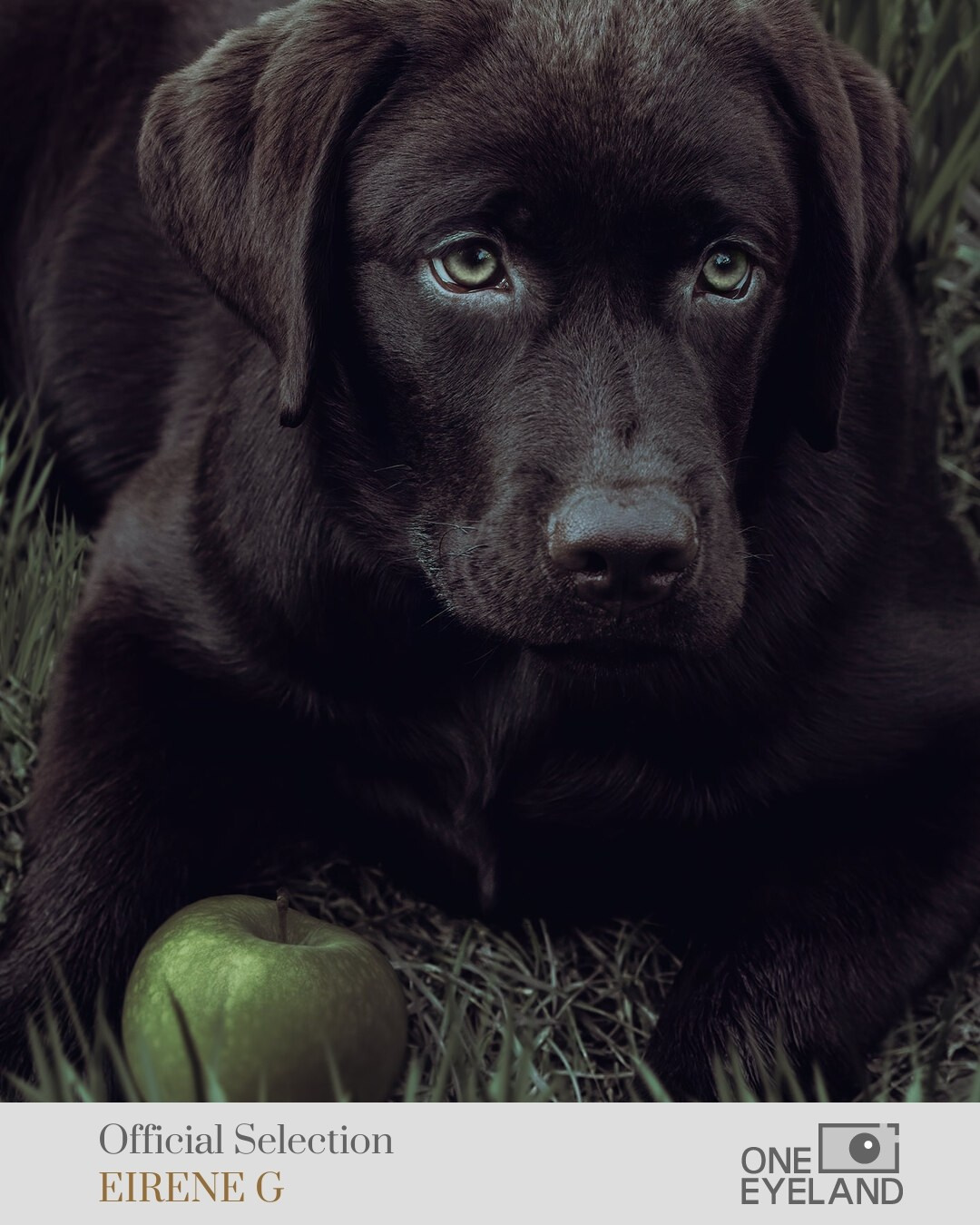 ONEEYELAND GALLERY. Eirene G |  Photoartist | Flowers from my garden