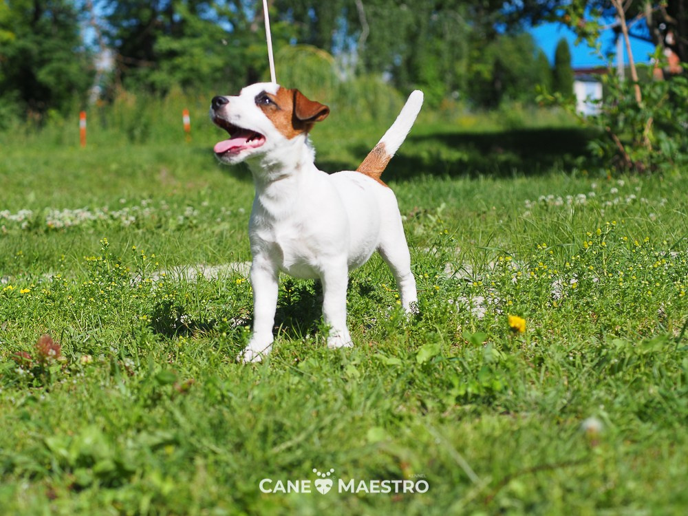 Щенок Джек-рассел-терьер. КМ ФЕРИТЕЙЛ. Гладкий джек рассел. Девочка№1. КАНЕ МАЭСТРО — питомник Джек рассел терьеров