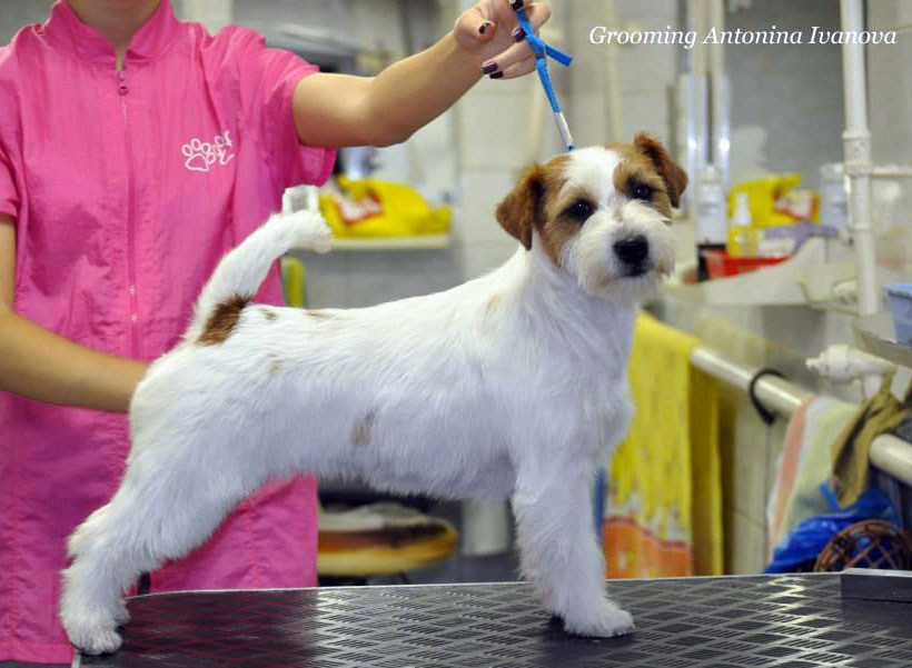 LOVELY-ORANGE X-TRA RUSSIAN BEAUTY. Lovely-Orange питомник джек рассел терьеров