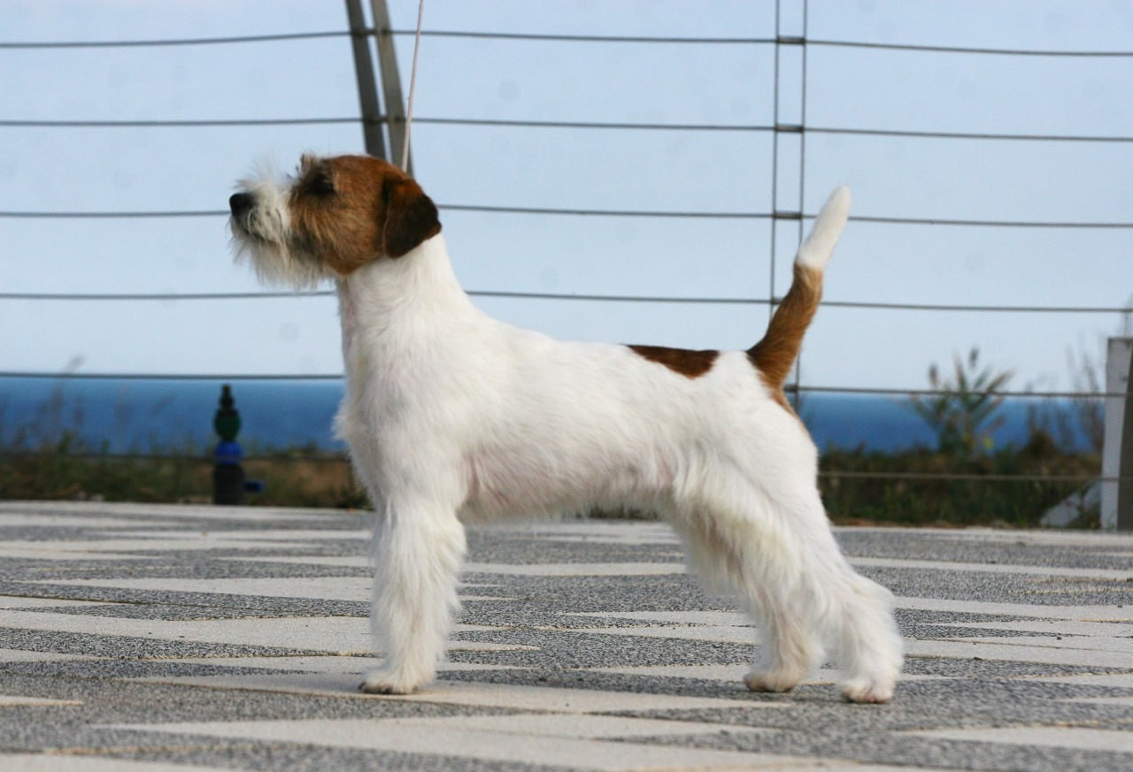 Lovely-Orange Escada. Lovely Orange kennel Jack Russell Terrier FCI/RKF