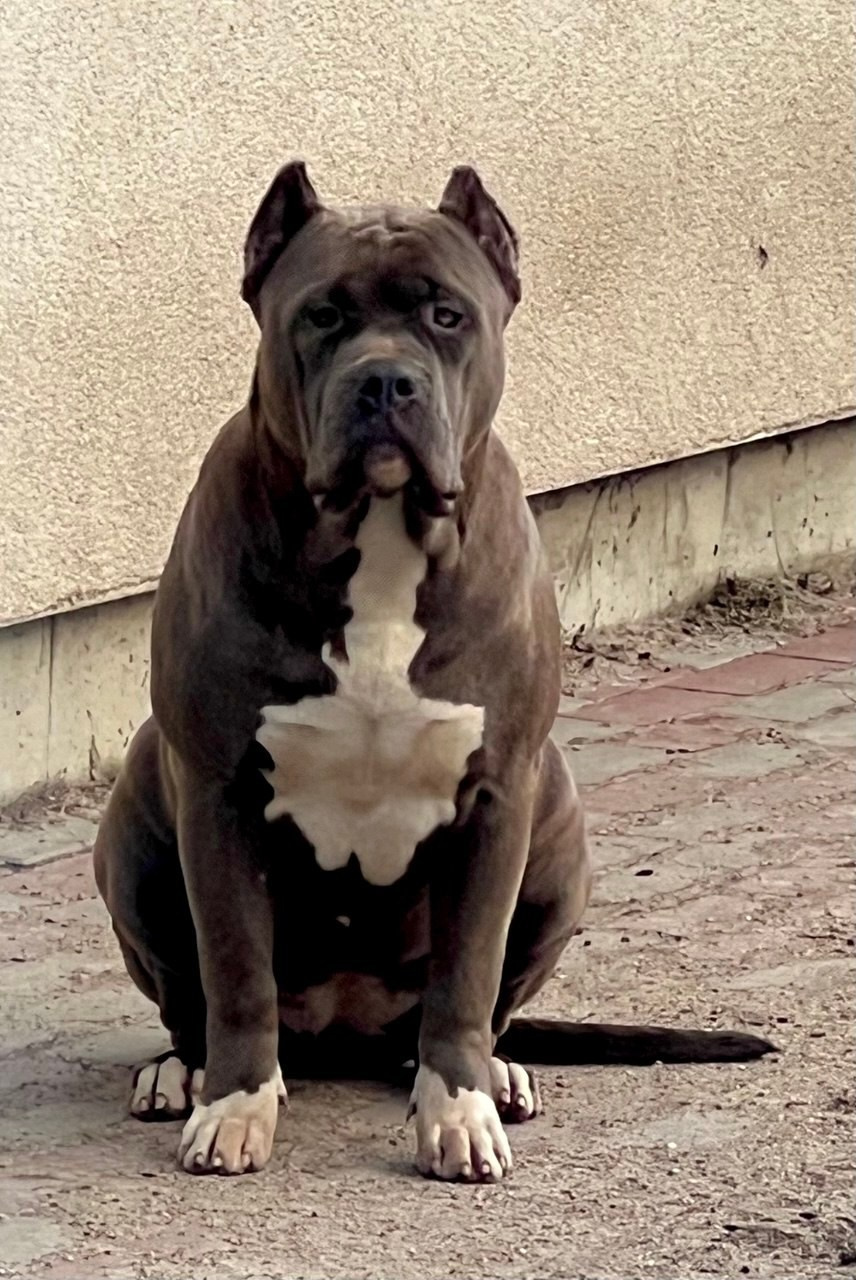 UPB’s Queenie & Zeus. 16.04.24. Американские булли XL в г. Калининград. Питомник Great Bully UNIVERSE