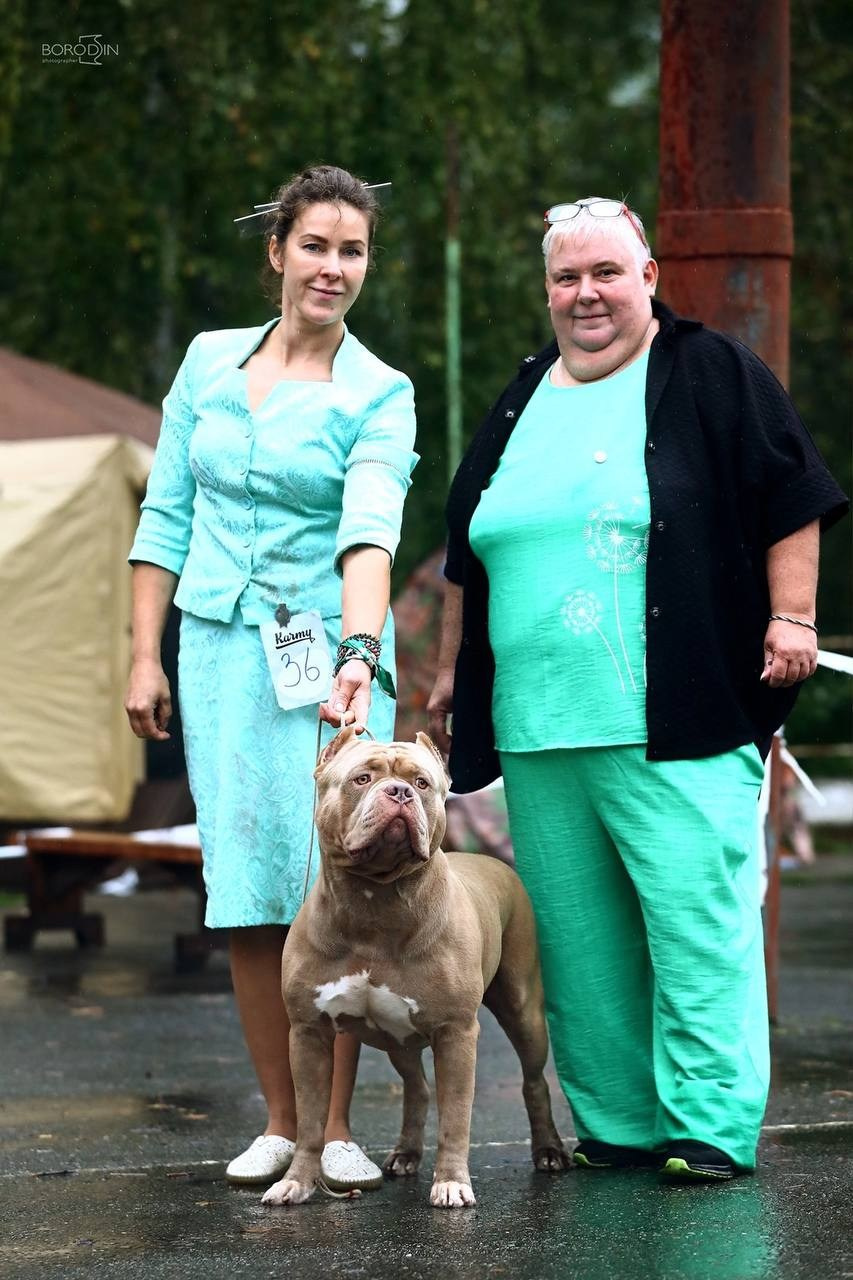 Участие в выставках. Американские булли XL в г. Калининград. Питомник Great Bully UNIVERSE