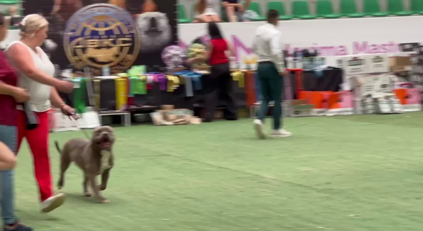 Участие в выставках. Американские булли XL в г. Калининград. Питомник Great Bully UNIVERSE