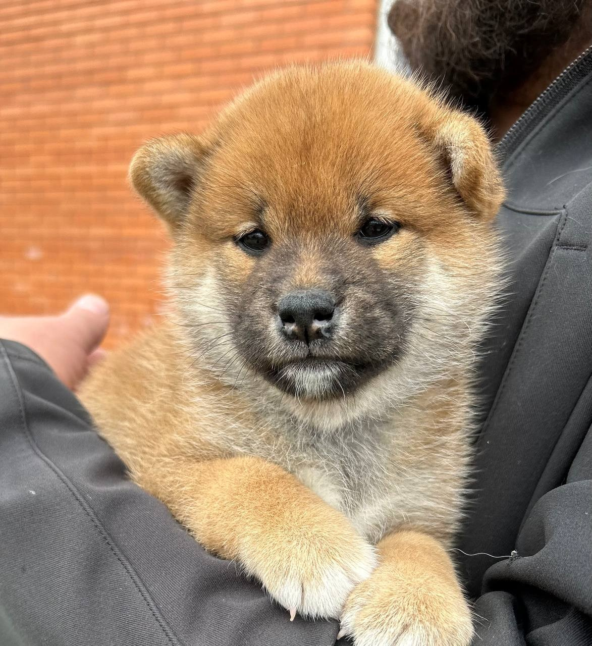 сиба питомник Рубилайт щенки на продажу rubylight  сиба щенки купить СПб Санкт-Петербург