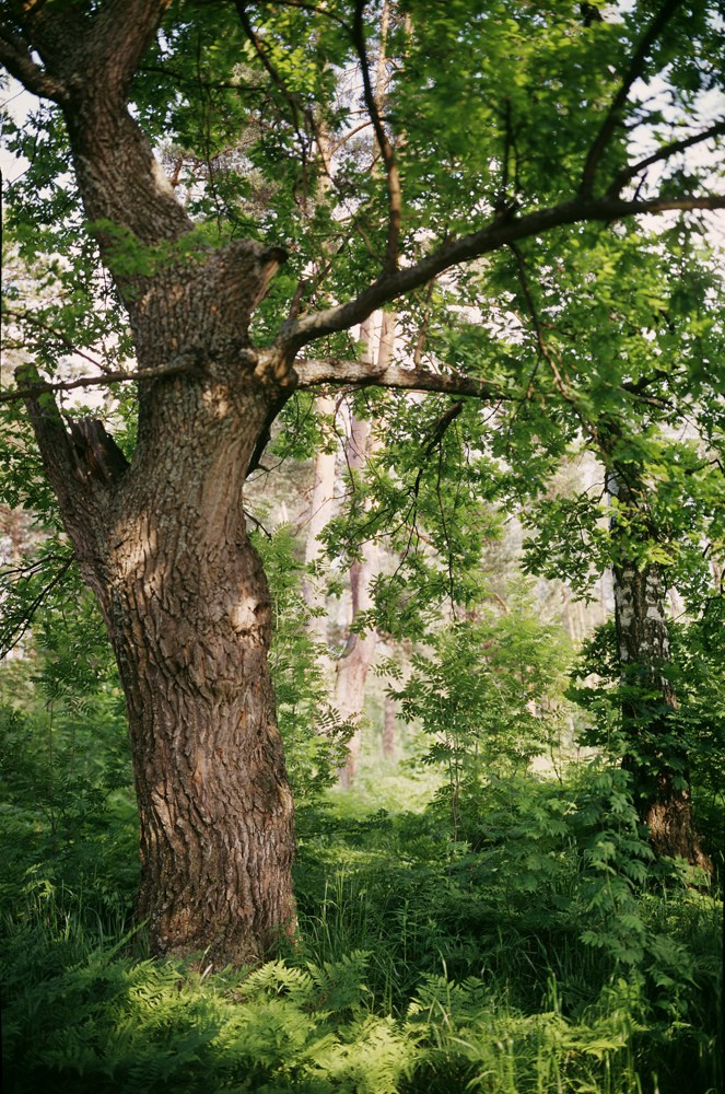Лето. ВАДИМ ГИППЕНРЕЙТЕР — ВЕЛИКИЙ ФОТОГРАФ ЗЕМЛИ РУССКОЙ