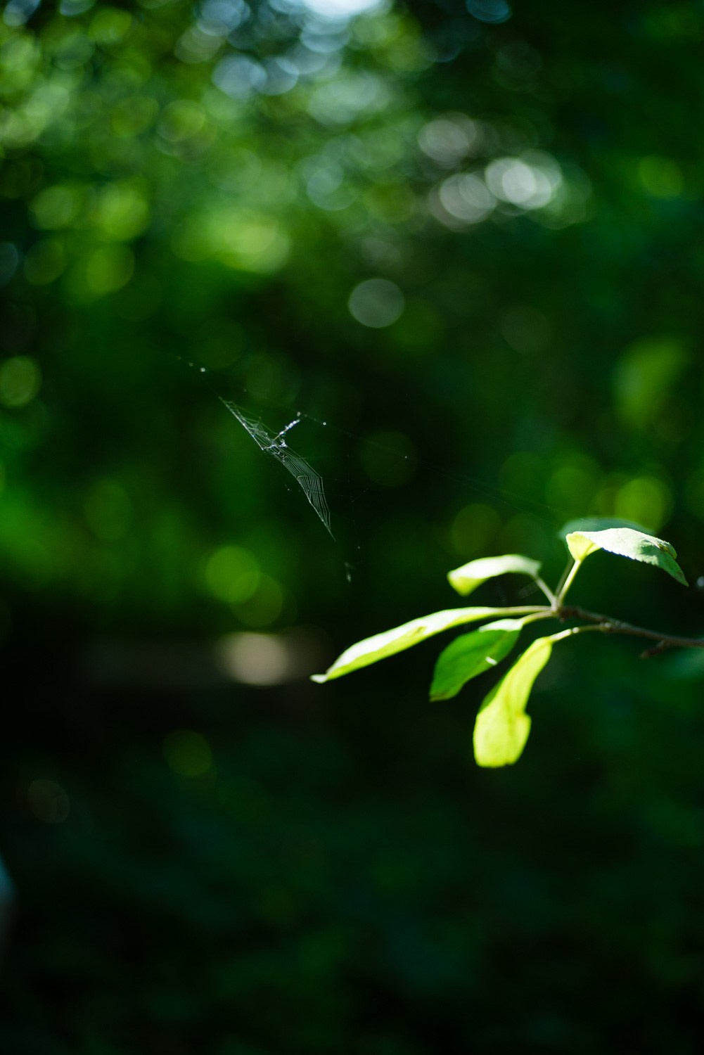 Summer Recurrences. Пётр Антонов