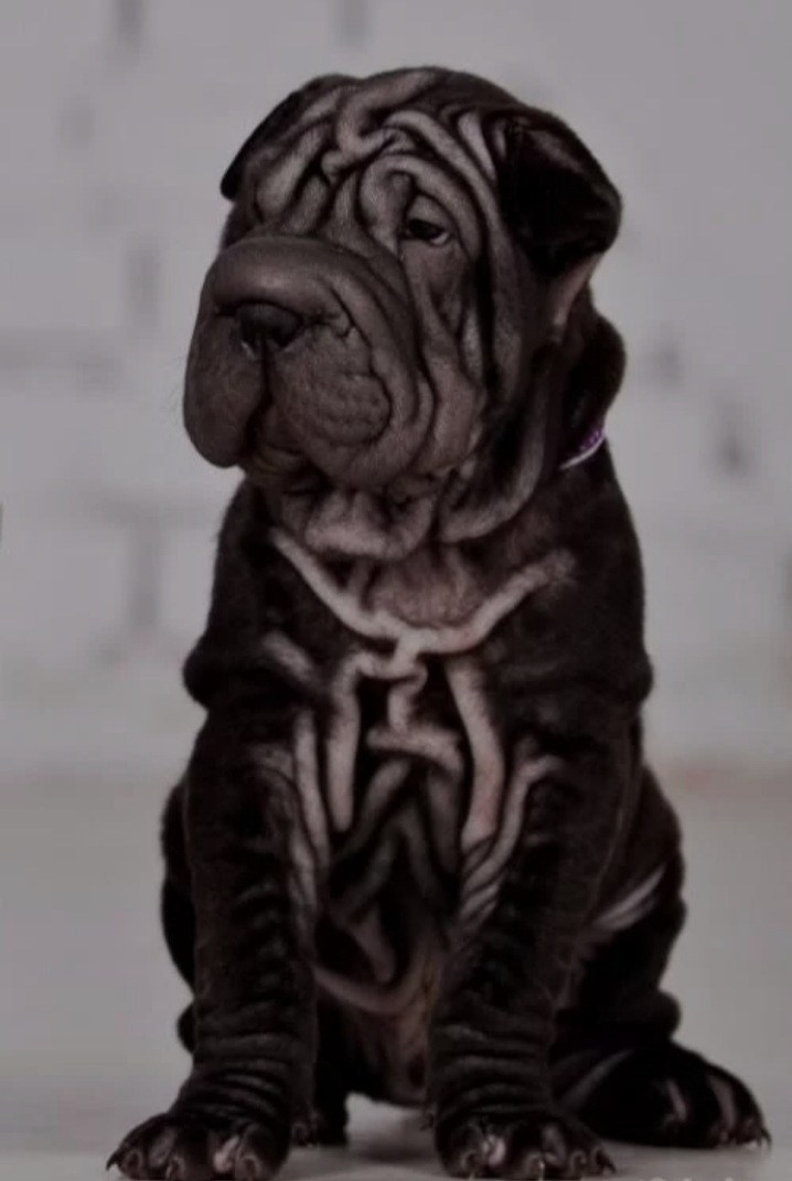 Купить Французского Бульдога Сахалин, Купить щенка Французского бульдога Сахалин, Питомник Французских Бульдогов Сахалин,  Питомник Французский Бульдог Сахалин, 