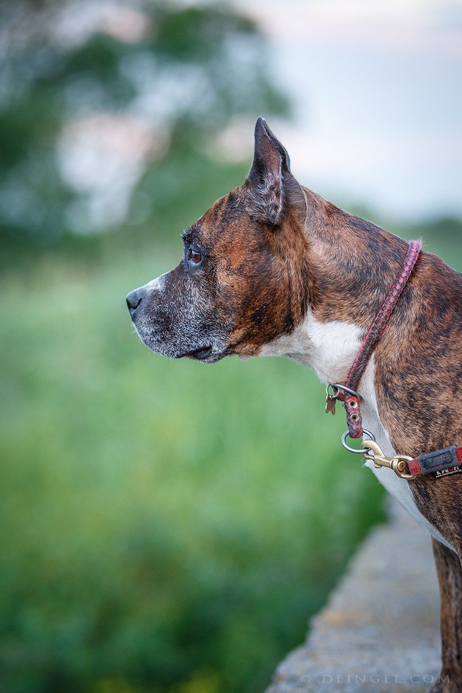 АСТ Федя, Пако и Ника. Фотограф-анималист Natalia Deingel | Фотосъемка собак в Москве