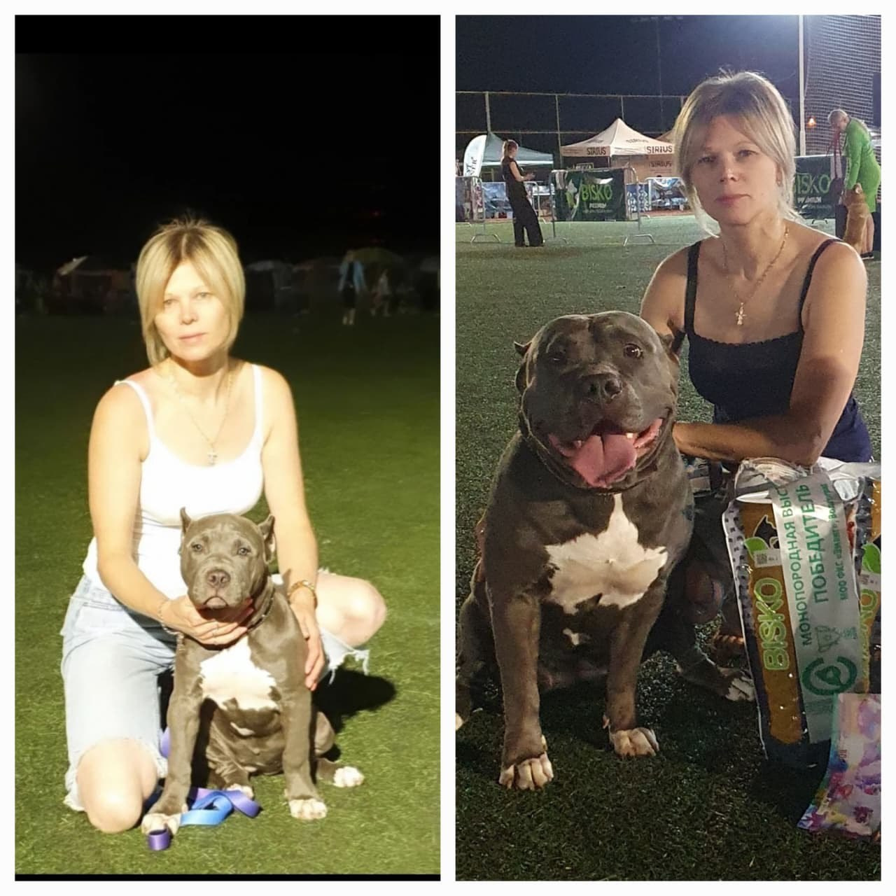 UPB’s Queenie & Zeus. 16.04.24. Американские булли XL в г. Калининград. Питомник Great Bully UNIVERSE