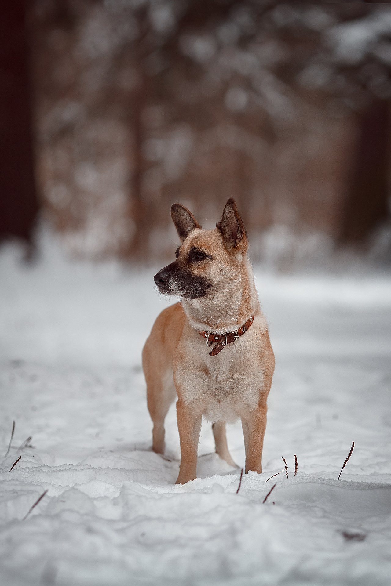 Ксения, Степан, Виталик и Фокси. Семейный и детский фотограф в Москве Дорогова Екатерина