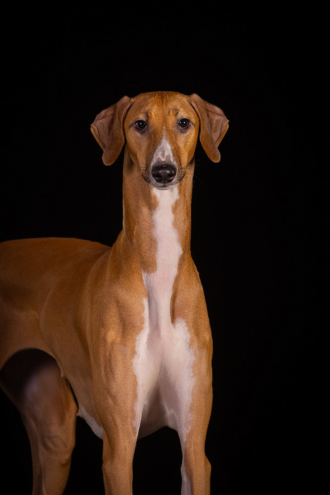 Отзыв о моей лекции о фотосъёмке собак. Фотограф-анималист Natalia Deingel | Фотосъемка собак в Москве