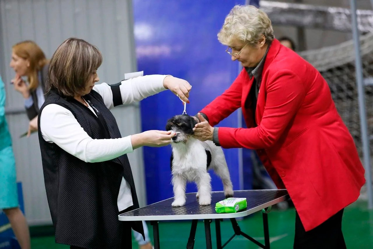 Port Fortis Destiny Of Love