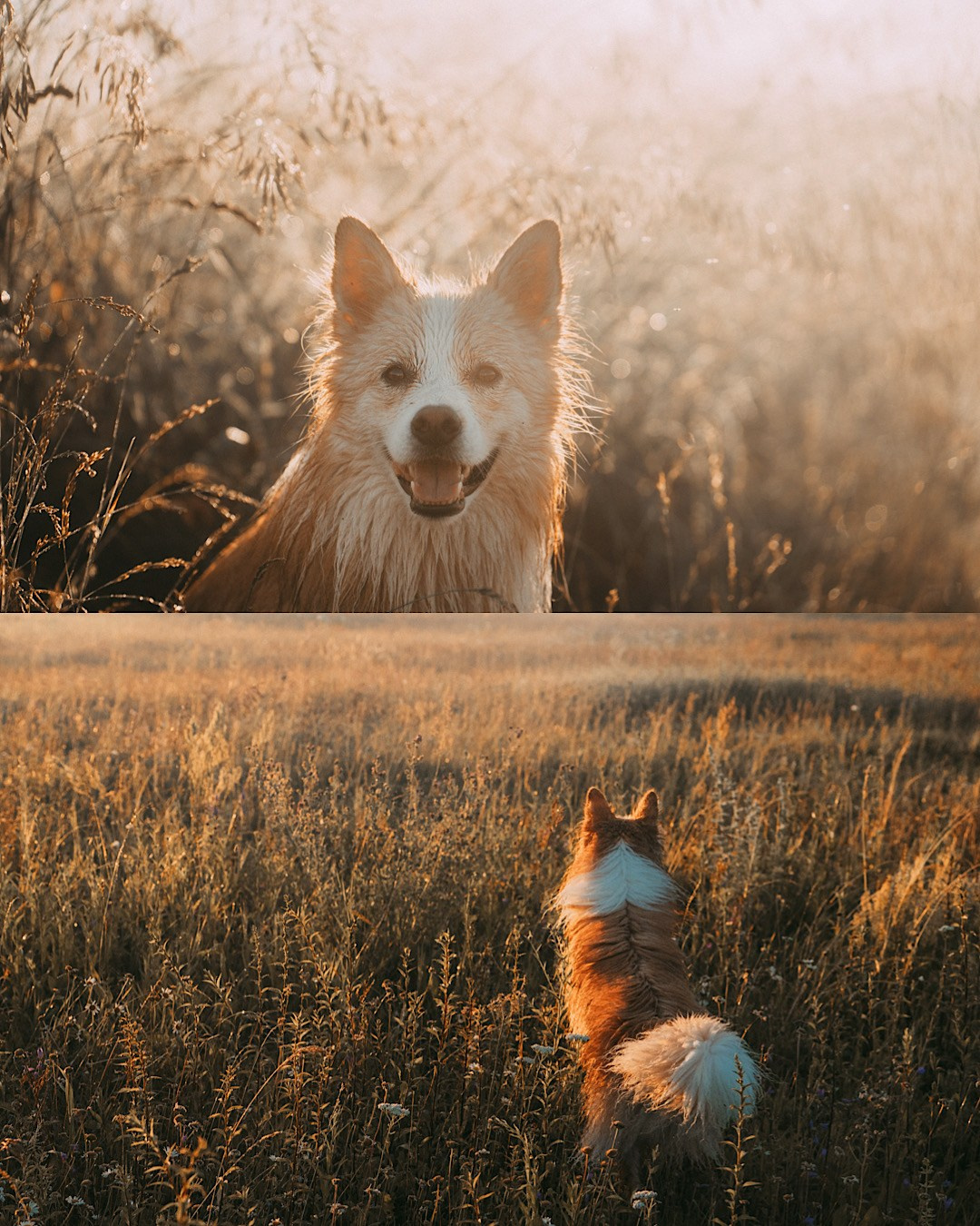 Рина и Марси. Фотограф анималист в Москве и Санкт-Петербурге Свиридова Анна