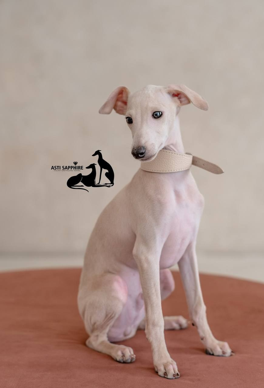 Casper boss & Clyde & Klaus. Профессиональный питомник левреток РКФ/FCI ASTI SAPPHIRE 💎 Сочи|Санкт-Петербург