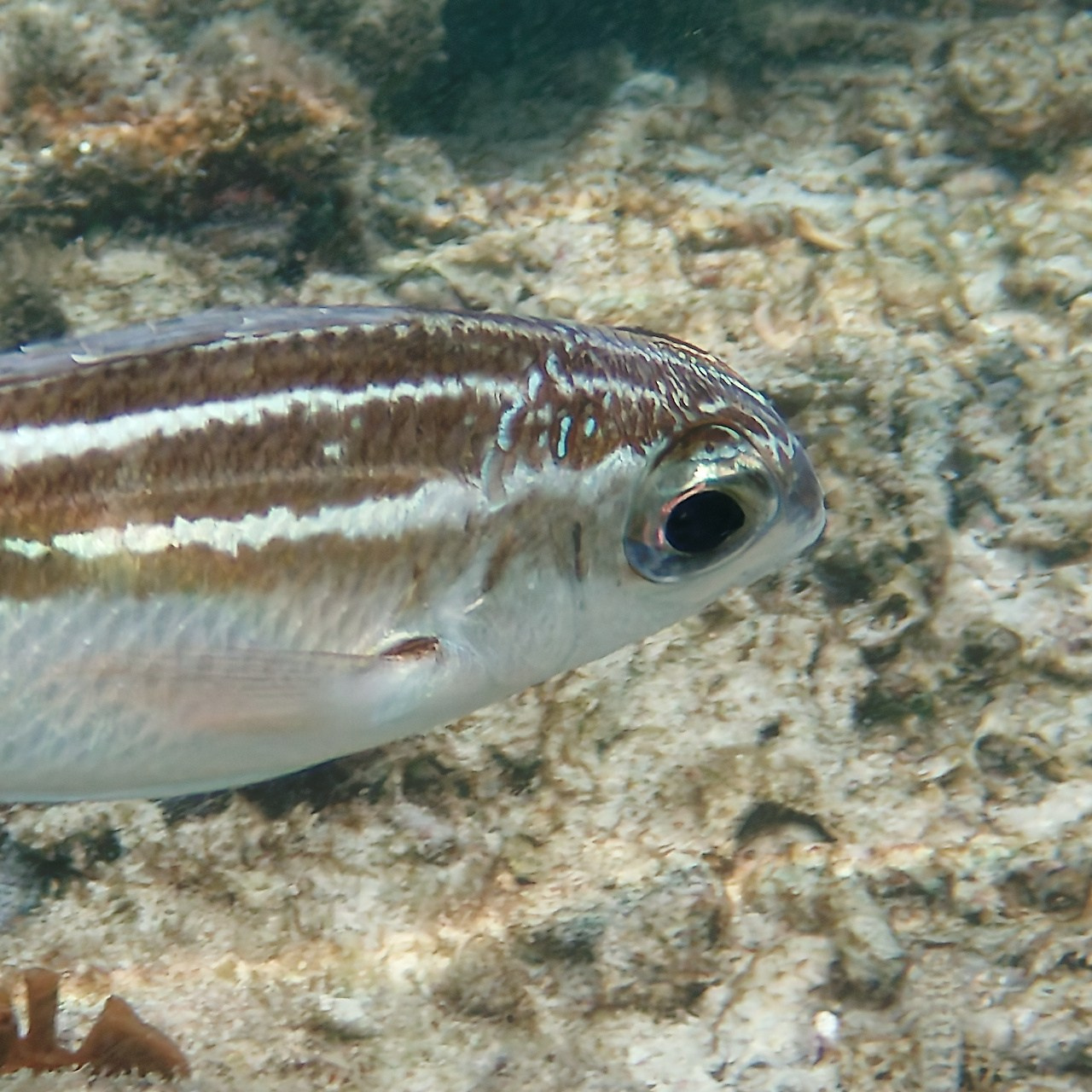 Мне посмотреть. Рыбов показываю
