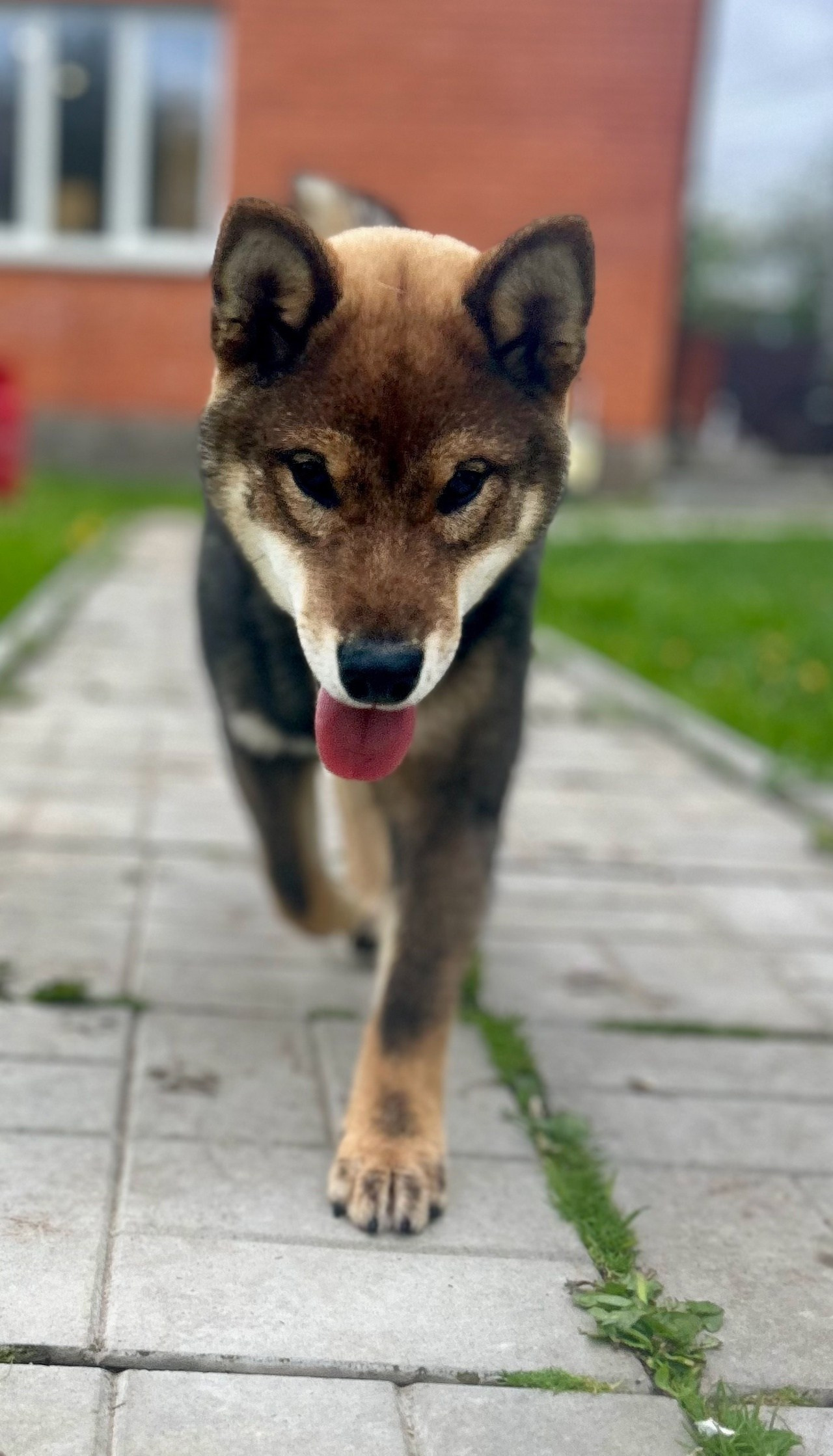 Шаман (сезам) * Шу_ Шаолинь Цукан. AMERICAN AKITA RUBYLIGHT KENNEL I SHIBA-INU