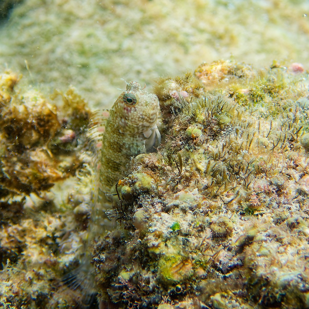 Мне посмотреть. Рыбов показываю