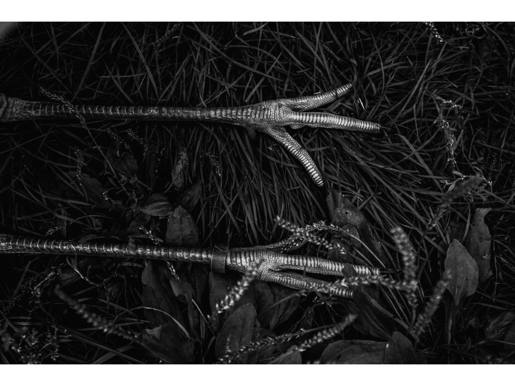 Bird Story. Misha Domozhilov photographer