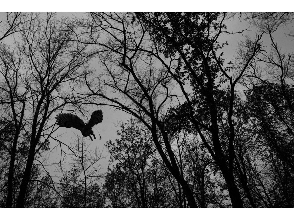 Bird Story. Misha Domozhilov photographer