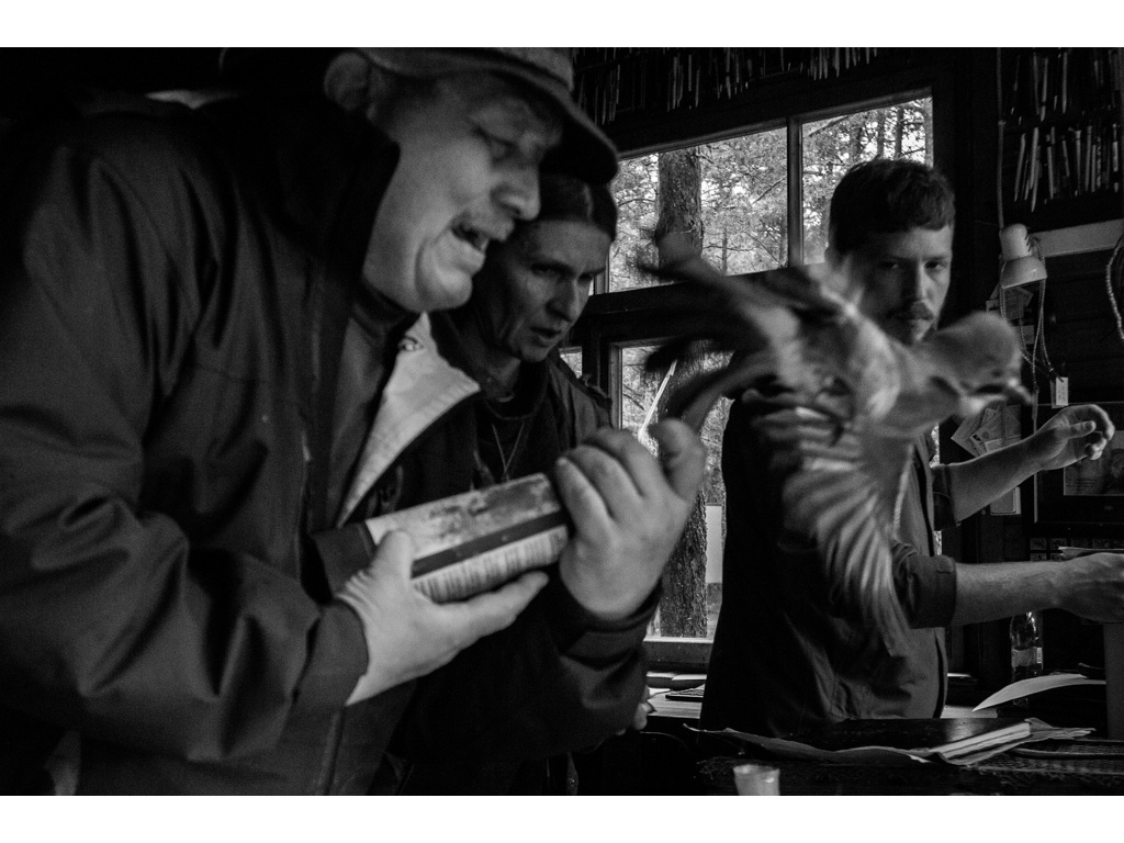 Bird Story. Misha Domozhilov photographer