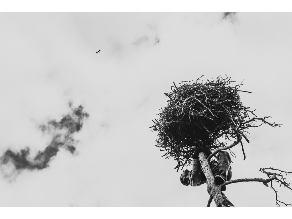 Bird Story. Misha Domozhilov photographer