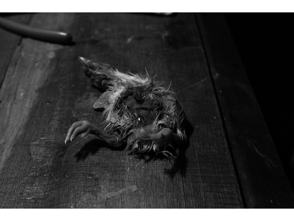 Bird Story. Misha Domozhilov photographer