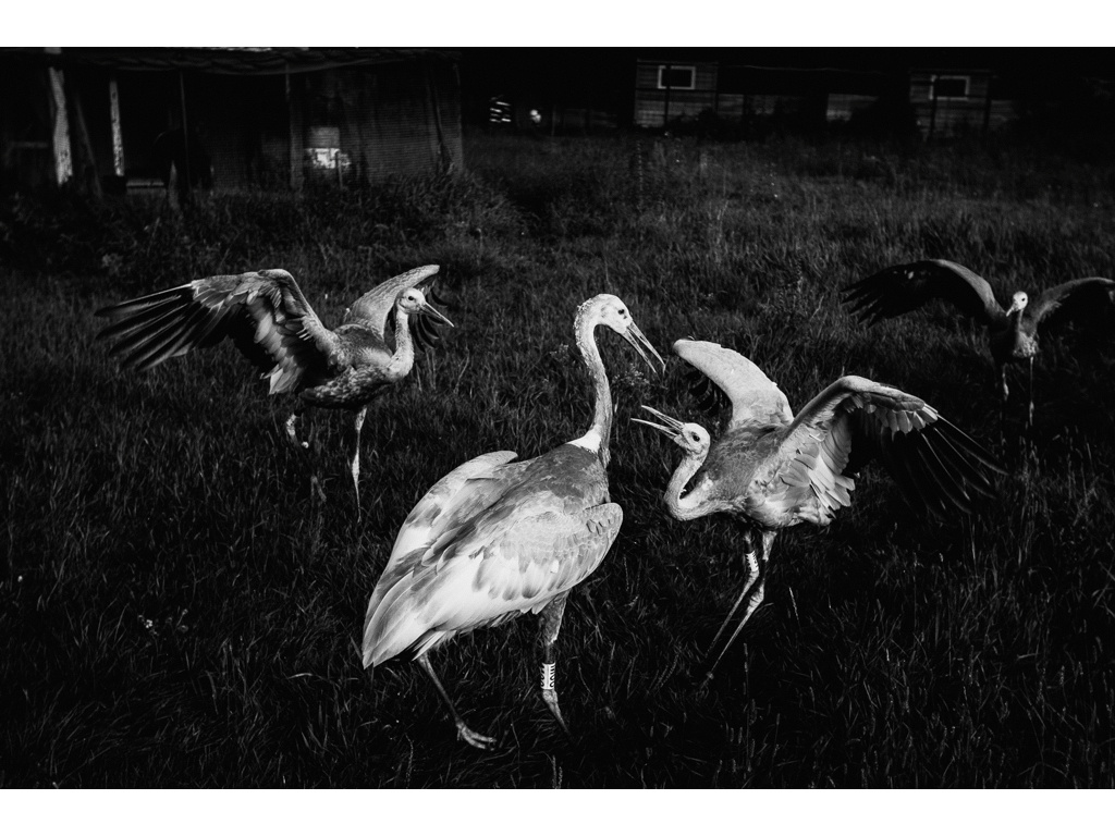 Bird Story. Misha Domozhilov photographer