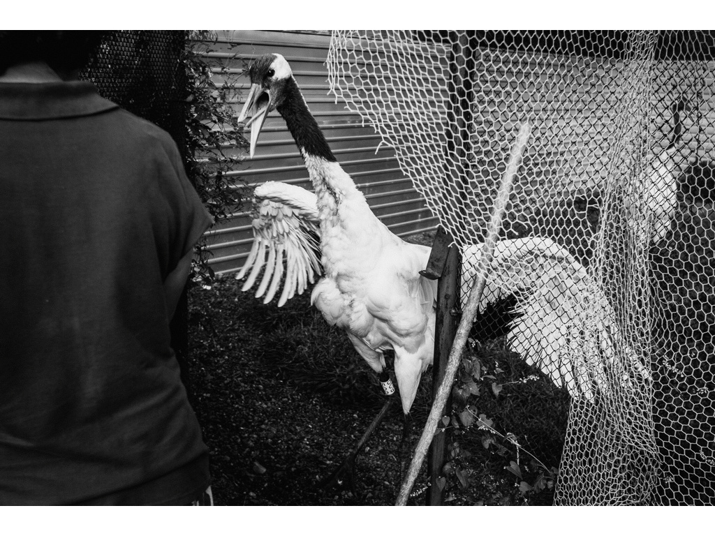 Bird Story. Misha Domozhilov photographer