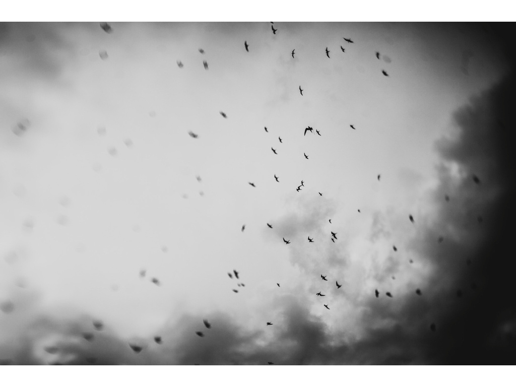 Bird Story. Misha Domozhilov photographer