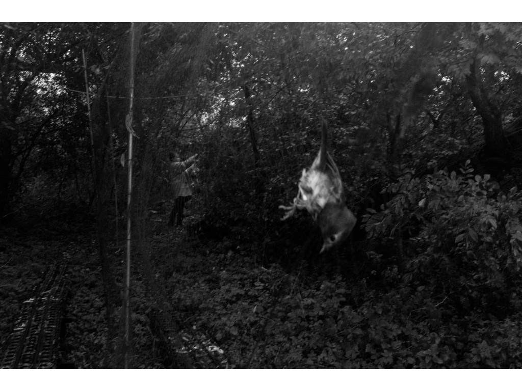 Bird Story. Misha Domozhilov photographer