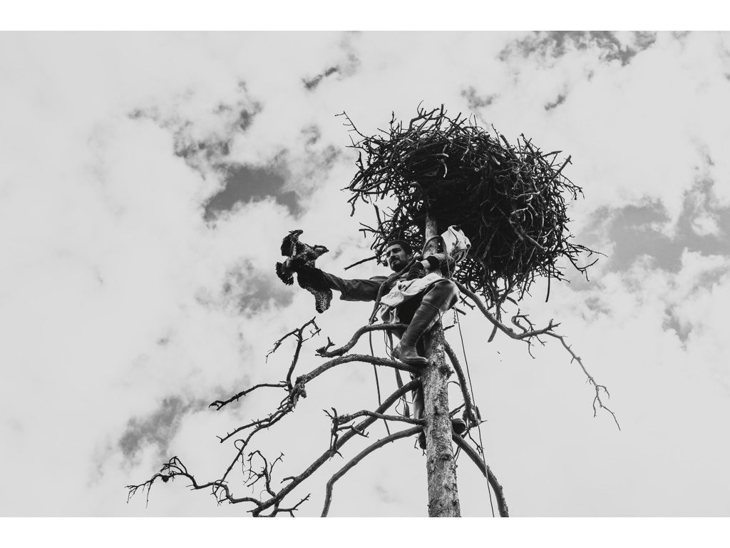 Bird Story. Misha Domozhilov photographer